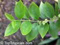 Nyctanthes arbor tristis